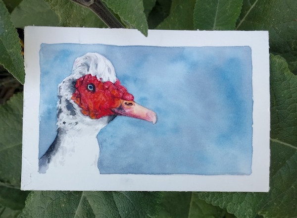 Chunk, muscovy