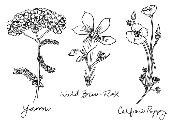 Native Flora Line Art