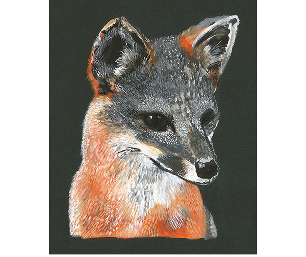 Santa Cruz Island Fox Painting