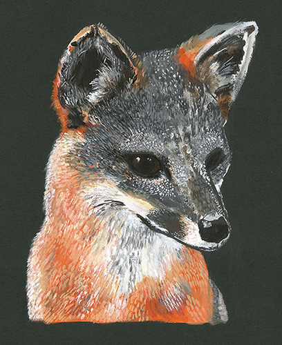 Santa Cruz Island Fox