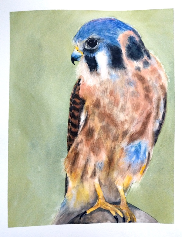 Kestrel