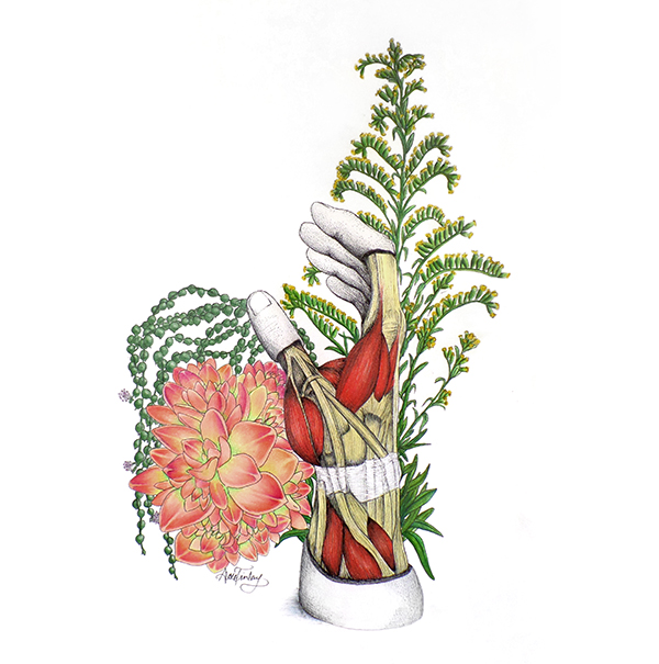 Scientific Illustration of Hand Anatomy and Succulents